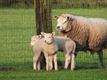 Natuur op 21 april