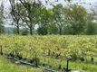 Blueberry Fields kiest voor bio