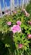 Rozen op be-MINE pronken in volle glorie