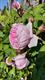 Rozen op be-MINE pronken in volle glorie