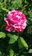 Rozen op be-MINE pronken in volle glorie