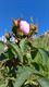 Rozen op be-MINE pronken in volle glorie