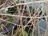 Een bever in het kanaal