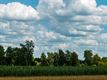 Paarden en wolken in de Kolonie