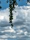Paarden en wolken in de Kolonie