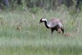 Opnieuw twee jonge kraanvogels