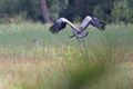 Opnieuw twee jonge kraanvogels