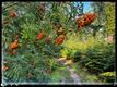 Rode wandeling Koersel