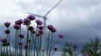 Bloemen, wolken en windmolens