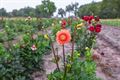 Zelfplukveld Beringen oogst veel bijval