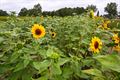 Zelfplukveld Beringen oogst veel bijval