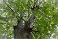 De bomen... ze worden geveld