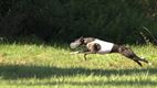 GP België coursing