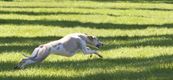 GP België coursing