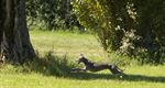 GP België coursing