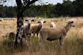 Schapen op de Blekerheide