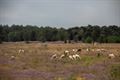 Schapen op de Blekerheide