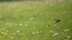 Leons 'Green green grass of home'