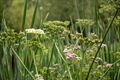 Leons 'Green green grass of home'