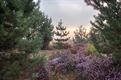 Lommelse heide in de ochtendnevel
