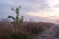 Lommelse heide in de ochtendnevel
