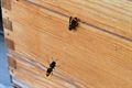 3 bijenkasten uitgemoord door Aziatische hoornaar