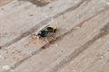3 bijenkasten uitgemoord door Aziatische hoornaar