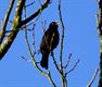 De merel: bruin of zwart?