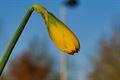Lente in putteke winter