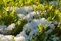 Lente in putteke winter