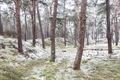 Winter in Lommel