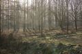 De Wateringen in de winter