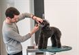 Workshops honden trimmen