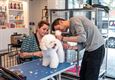 Workshops honden trimmen
