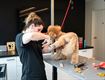 Workshops honden trimmen