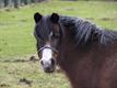 Dieren in de Wetering