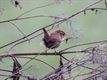 Dieren in de Wetering
