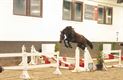 Vrijspringen bij Dagen van het Paard