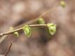 De prille lente kriebelt al een beetje