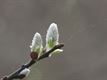 De prille lente kriebelt al een beetje