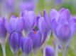 De prille lente kriebelt al een beetje