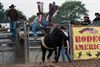 Man naar ziekenhuis na rodeostunt