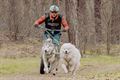 Sledehondenraces in Lommel