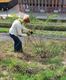 Workshop rozen snoeien op de Avonturenberg