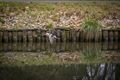 Dieren in de lente