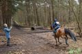 Vastberaden door het bos van Holven