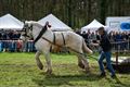 Peter Peeters wint met Gust paardentrekwedstrijd