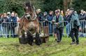 Peter Peeters wint met Gust paardentrekwedstrijd