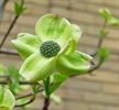 Daar is de lente, en vandaag ook de zon