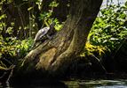 Schildpadden aan de Paalse Plas